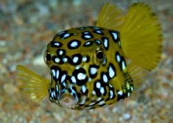 Yellow Box Fish. Nikon D70, 105 lens. by Jane Morgan 